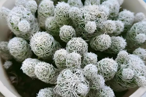 多肉白鸟的施肥方法，春秋季节每隔20-30天追施一次