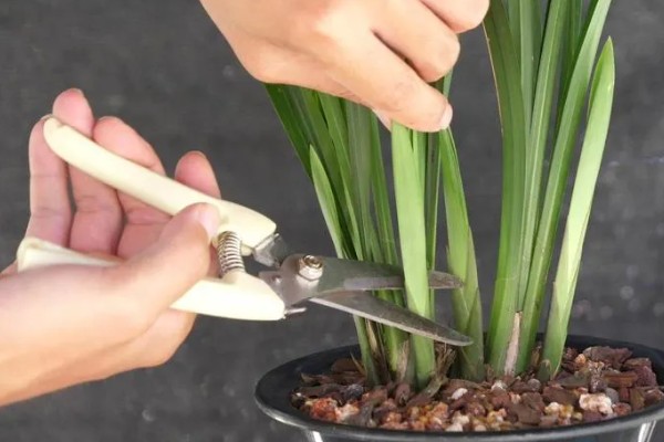 惠兰开花后如何处理，第一步就是要进行植株修剪