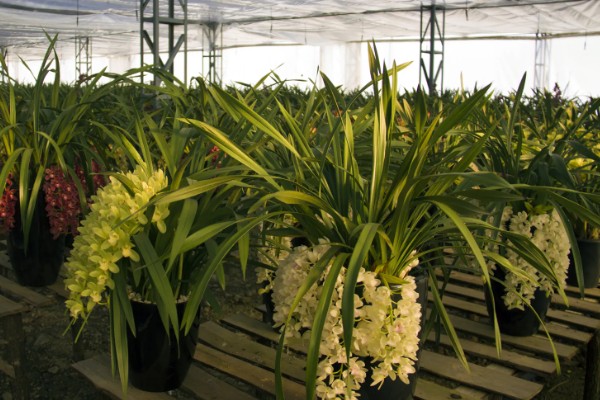 惠兰开花后如何处理，第一步就是要进行植株修剪