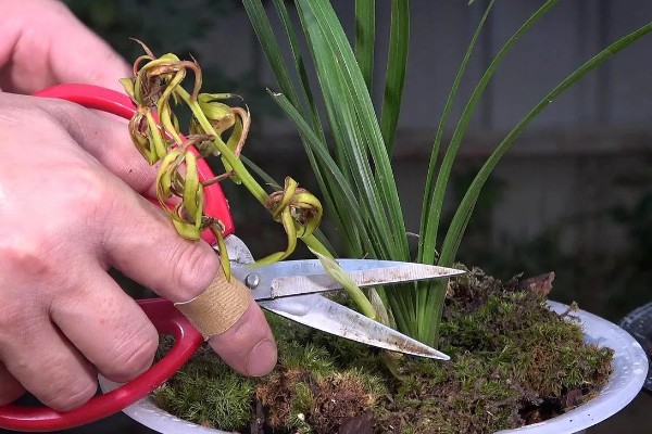 惠兰开花后如何处理，第一步就是要进行植株修剪