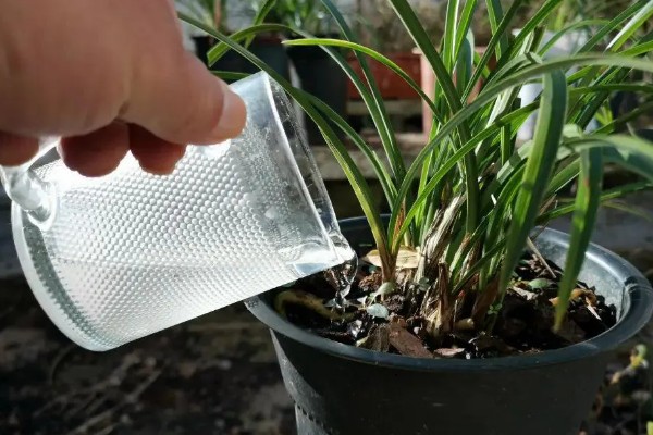 惠兰开花后如何处理，第一步就是要进行植株修剪