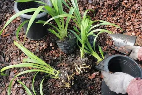 惠兰开花后如何处理，第一步就是要进行植株修剪