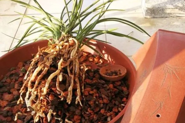 惠兰开花后如何处理，第一步就是要进行植株修剪