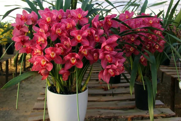 惠兰开花后如何处理，第一步就是要进行植株修剪