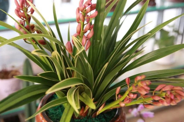 惠兰开花后如何处理，第一步就是要进行植株修剪