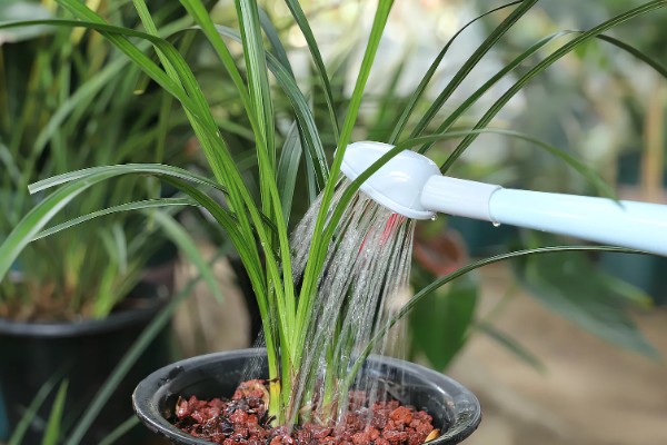 惠兰开花后如何处理，第一步就是要进行植株修剪