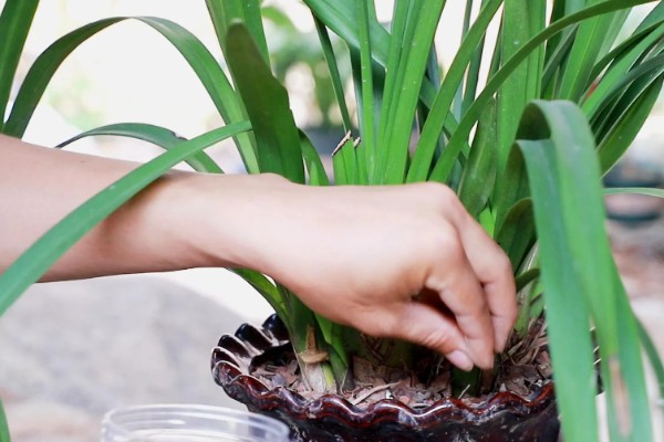 惠兰开花后如何处理，第一步就是要进行植株修剪