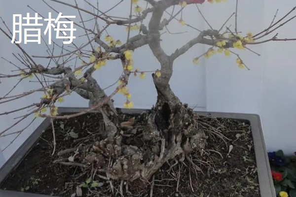 哪些室内植物耐冻耐寒,常见腊梅、一叶兰等品种