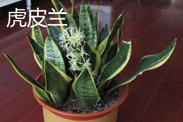 哪些室内植物耐冻耐寒,常见腊梅、一叶兰等品种