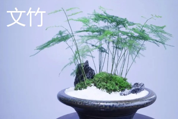 哪些室内植物耐冻耐寒,常见腊梅、一叶兰等品种