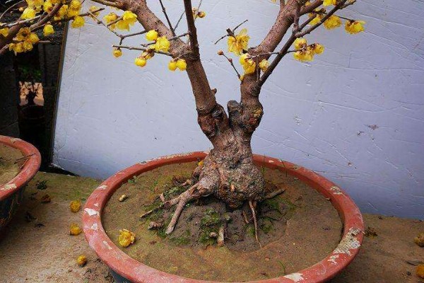 平头腊梅与尖头腊梅的区别，花朵和枝干均不同