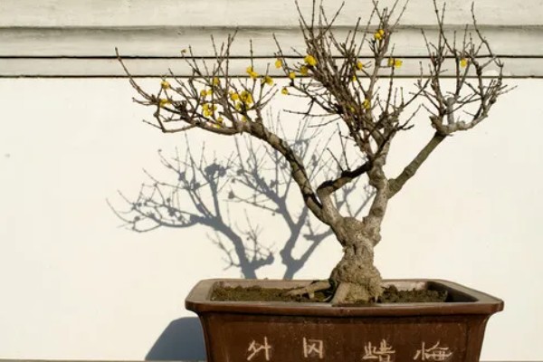 平头腊梅与尖头腊梅的区别，花朵和枝干均不同