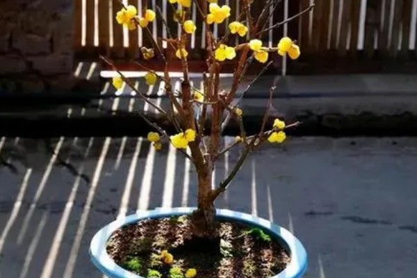 平头腊梅与尖头腊梅的区别，花朵和枝干均不同