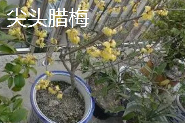 平头腊梅与尖头腊梅的区别，花朵和枝干均不同