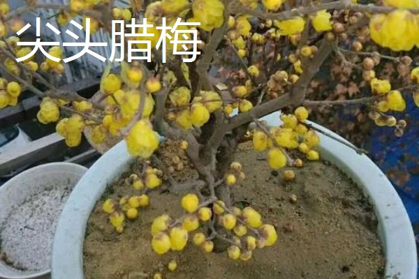 平头腊梅与尖头腊梅的区别，花朵和枝干均不同