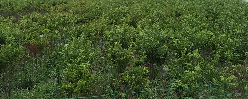 哪里有果树苗出售，可以在互联网商城或苗木市场购买