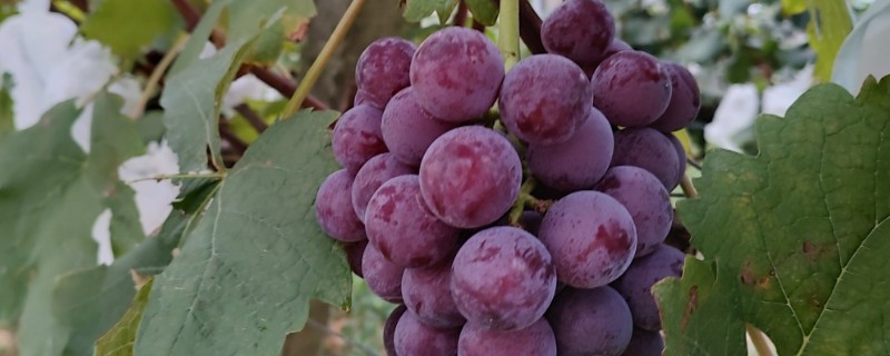 巨峰葡萄简介，属于中熟类葡萄