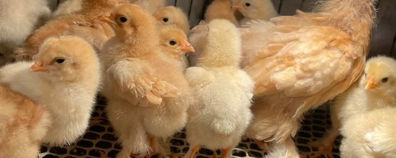 养鸡要如何挑选鸡苗，选择正确的购买渠道