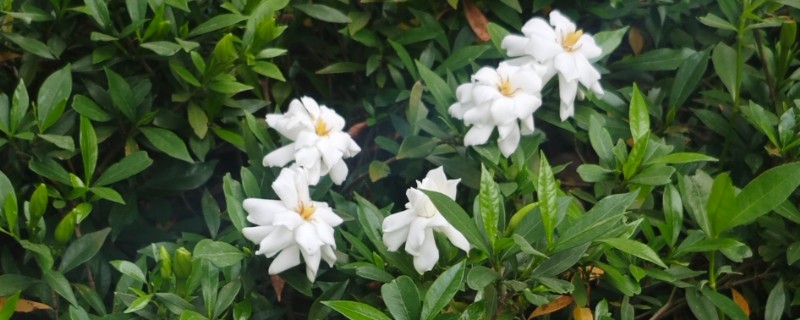 栀子花晚上能放在卧室里吗，不可放在卧室里