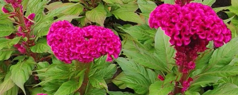 鸡冠花第二年能否重新长出，生长周期只有一年