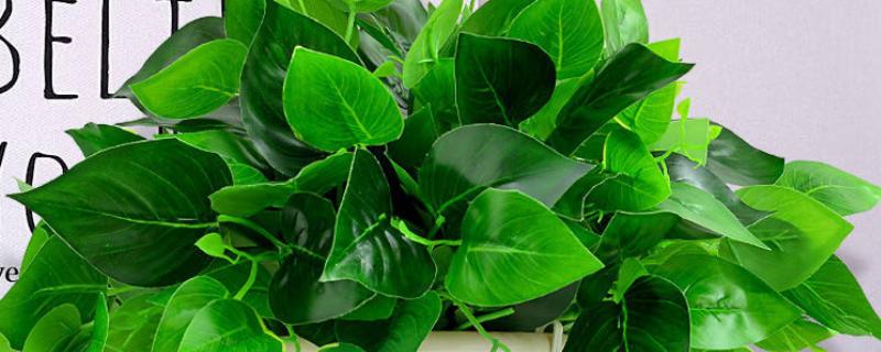 绿萝叶片无光泽变黄枯萎如何解决，光照不当需让植株接受散射光