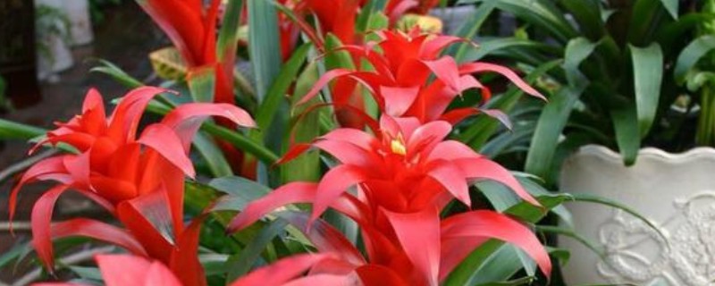 鸿运当头叶子发黄的原因及应对措施，可能是温度过高所致