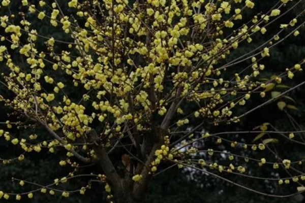 黄腊梅有哪些花语，代表坚强、高尚等含义