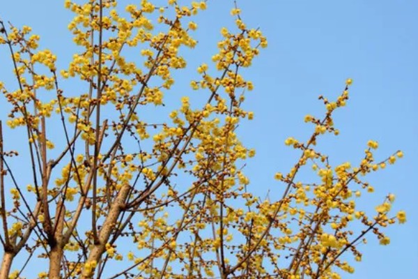 黄腊梅有哪些花语，代表坚强、高尚等含义