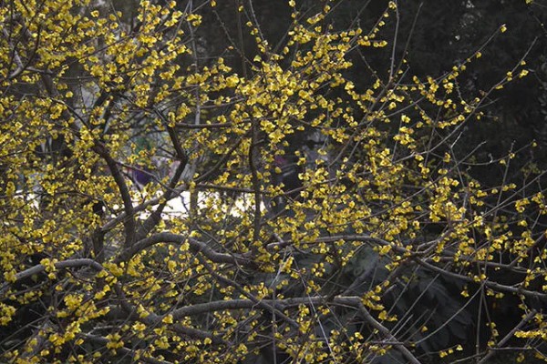 黄腊梅有哪些花语，代表坚强、高尚等含义