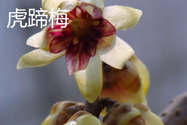 黄腊梅有哪些花语，代表坚强、高尚等含义