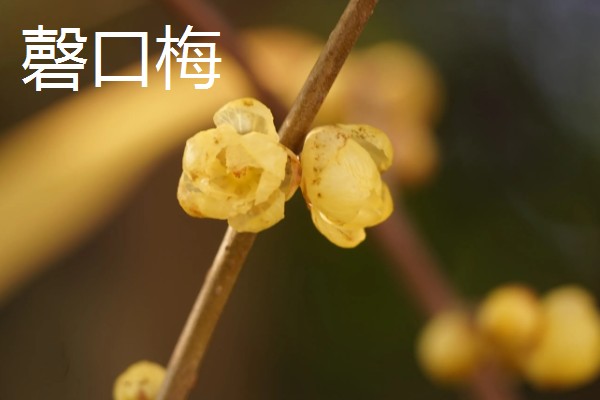 黄腊梅有哪些花语，代表坚强、高尚等含义