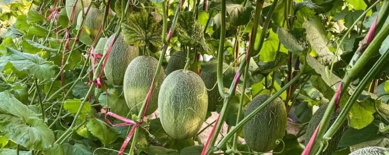 哈密瓜如何防虫，农业防治和化学防治相结合