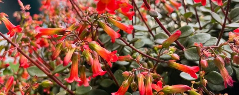 宫灯长寿花如何施肥，花后可施一次以氮为主的液肥