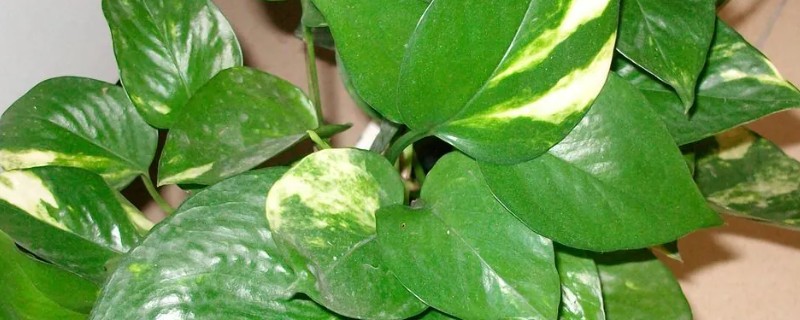 花叶绿萝怎样养爆盆，要为其准备足量的肥料