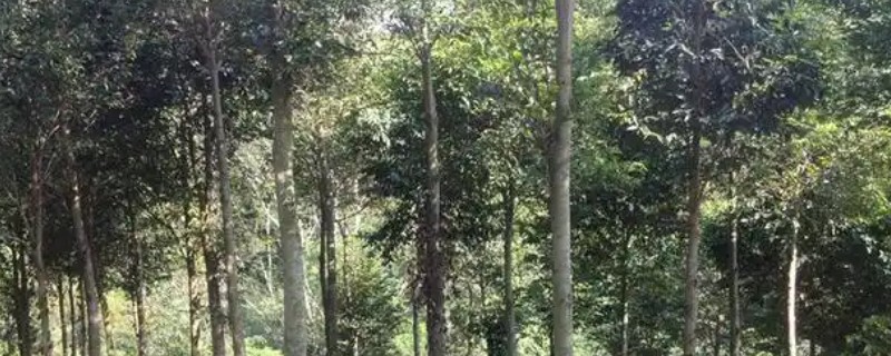 沉香树的用途价值，具有药用价值和经济价值