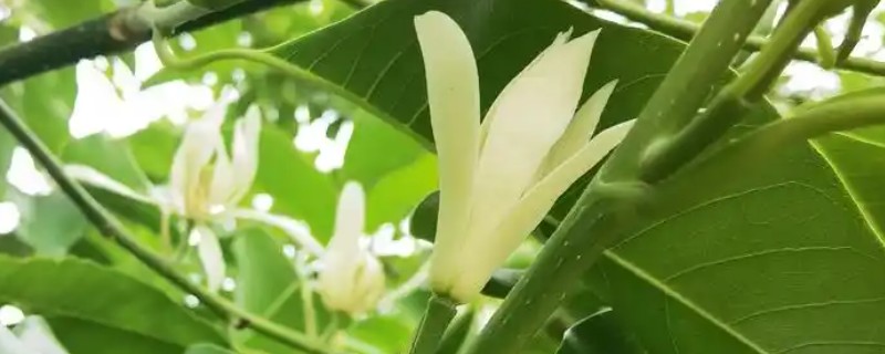 黄角兰掉叶的原因，光照或温度不适、没有松土都会引起