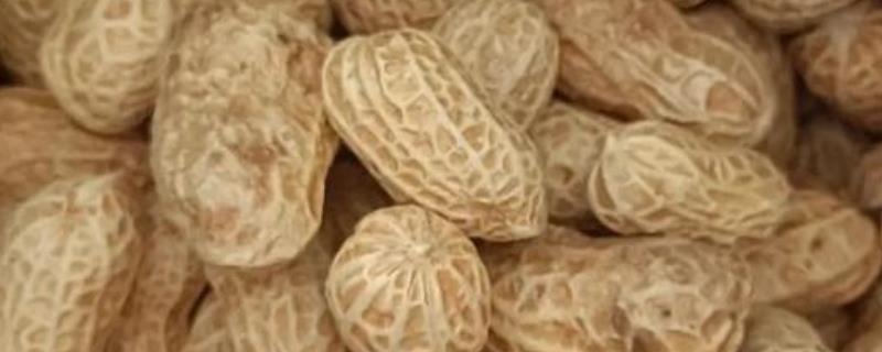 花生中后期怎么管理，收获前喷施多效唑可提高饱果率