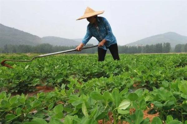 花生中后期怎么管理，收获前喷施多效唑可提高饱果率