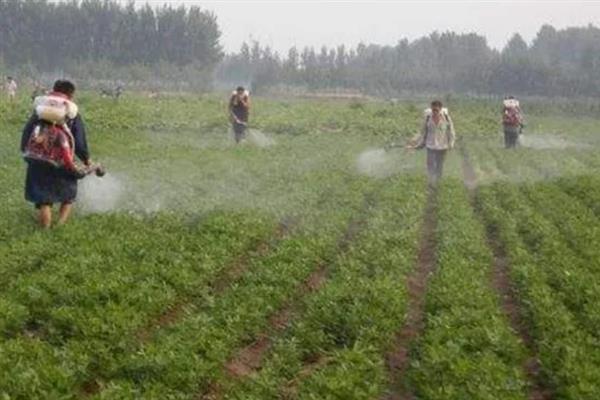 花生中后期怎么管理，收获前喷施多效唑可提高饱果率