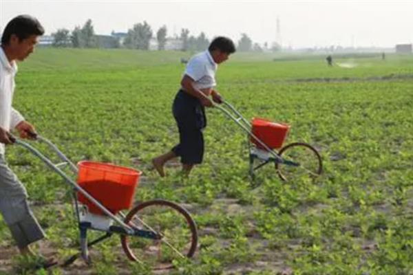 花生中后期怎么管理，收获前喷施多效唑可提高饱果率