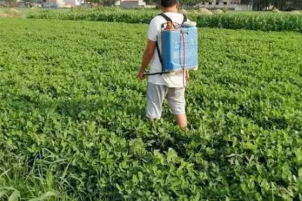 花生中后期怎么管理，收获前喷施多效唑可提高饱果率