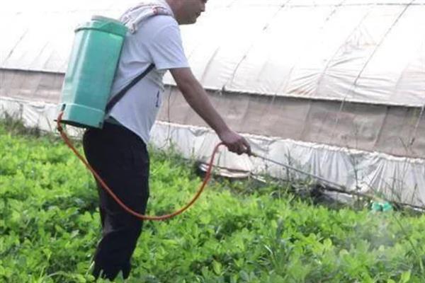花生中后期怎么管理，收获前喷施多效唑可提高饱果率