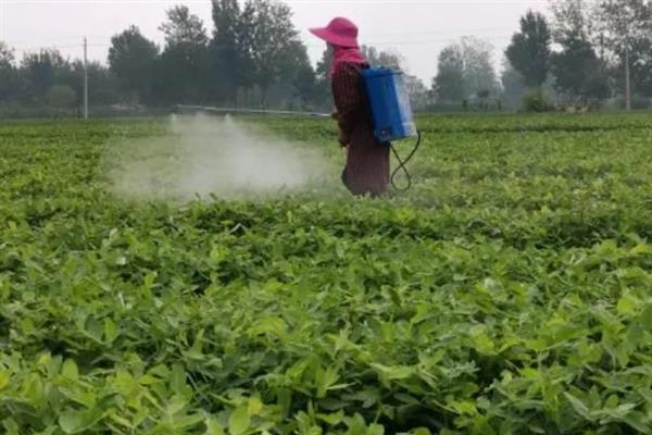 花生中后期怎么管理，收获前喷施多效唑可提高饱果率