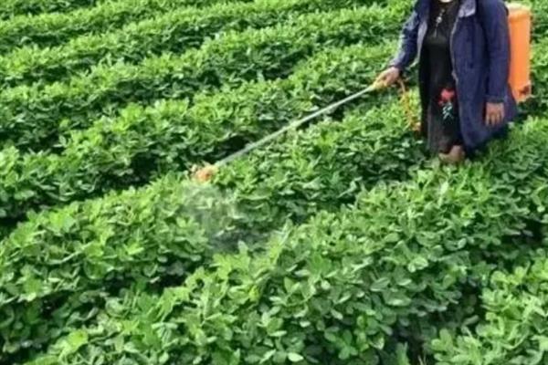 花生中后期怎么管理，收获前喷施多效唑可提高饱果率