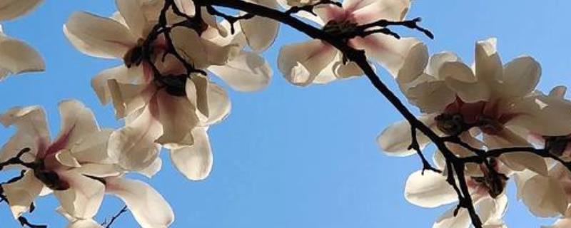 白玉兰能不能扦插，扦插枝叶可以长出根系