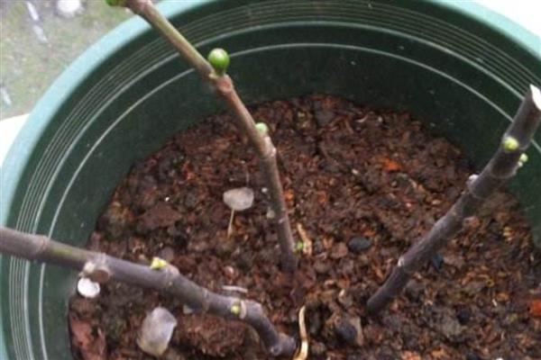 白玉兰能不能扦插,扦插枝叶可以长出根系