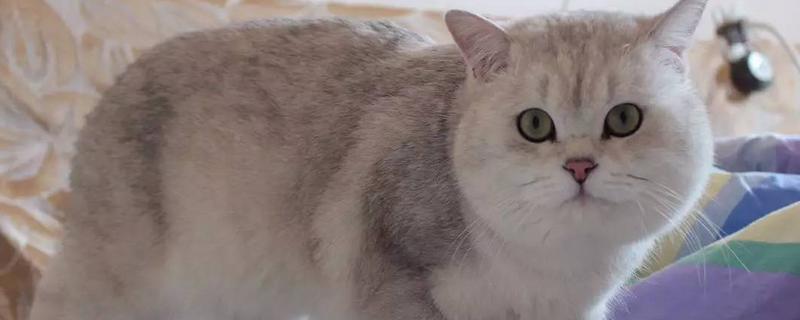 猫有什么习性，贪睡、任性、喜欢干净等