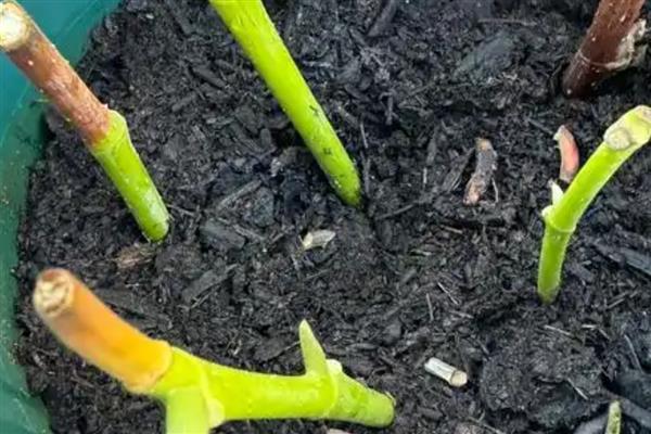 白玉兰能不能扦插,扦插枝叶可以长出根系