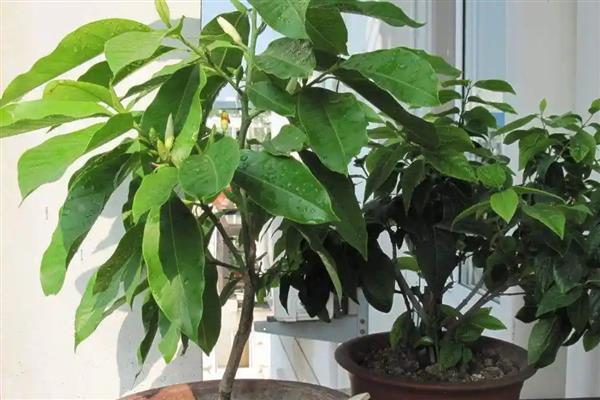 白玉兰能不能扦插,扦插枝叶可以长出根系