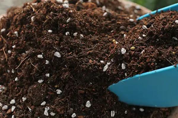 白玉兰能不能扦插,扦插枝叶可以长出根系